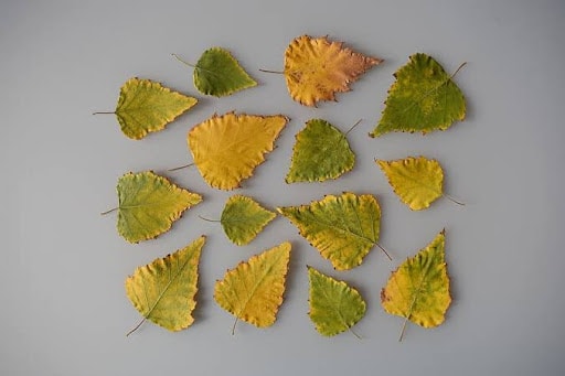 Leaf Clay Dish