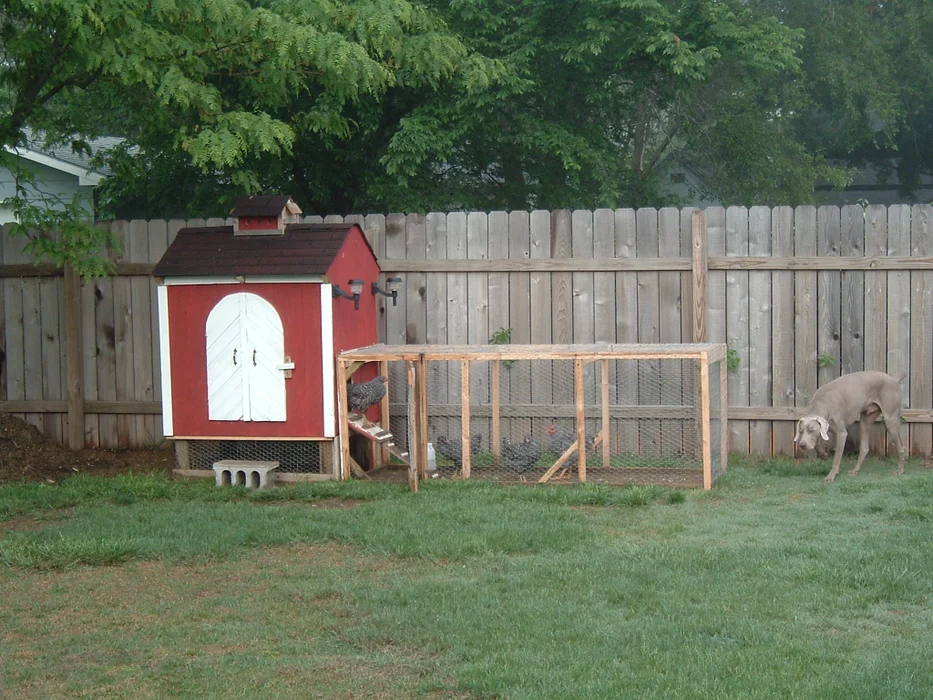 Backyard Chicken Coop 