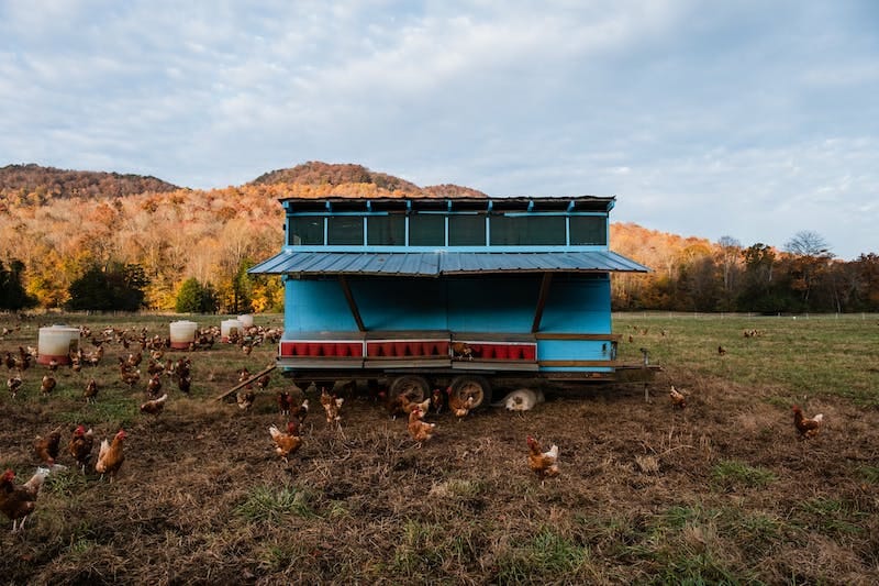 Building a DIY Chicken Coop: Step-by-Step Guide