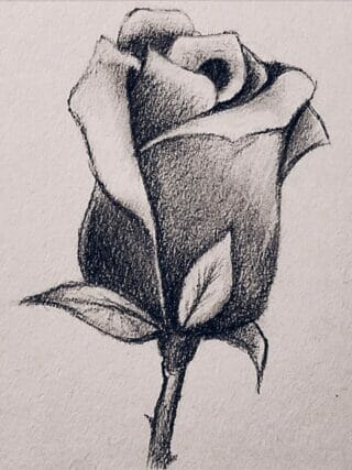 How to Draw a Rose Easy Step-by-Step