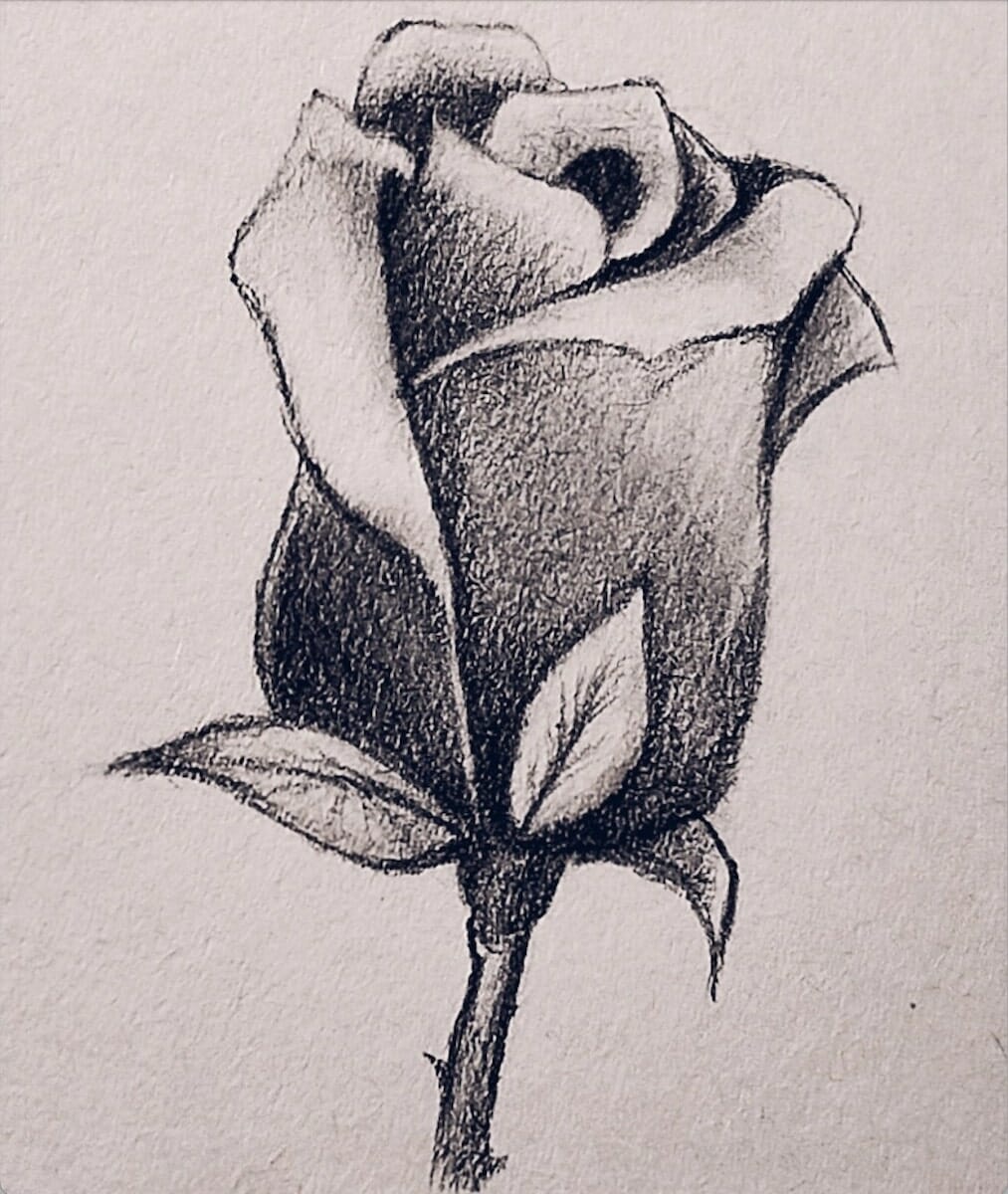 Learn How to Draw a Rose Easy Step-by-Step Video Tutorial